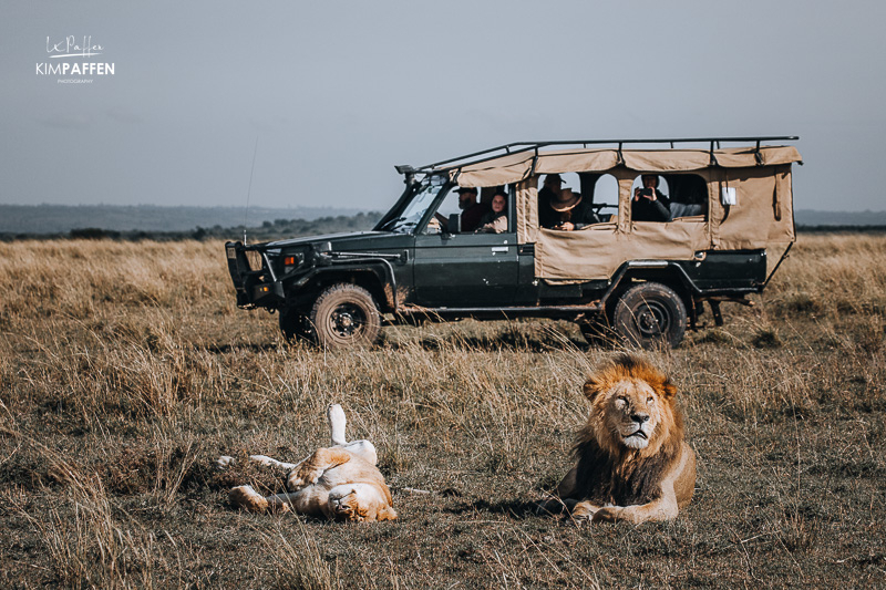 Mating lions on game drive while learning for safari guide