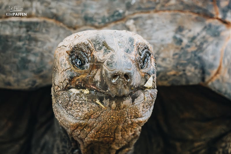 Endangered Giant Aldabra Tortoise Zanzibar