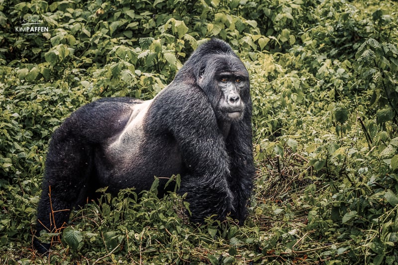 Silverback of the Bweza Gorilla Group in Rushaga Sector of Bwindi Uganda