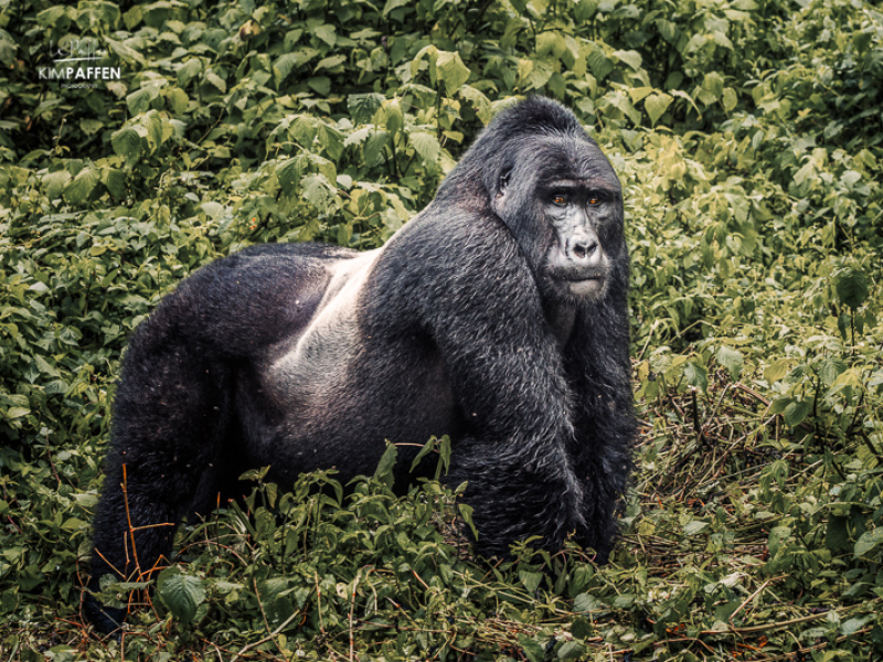 Silverback of the Bweza Gorilla Group in Rushaga Sector of Bwindi Uganda