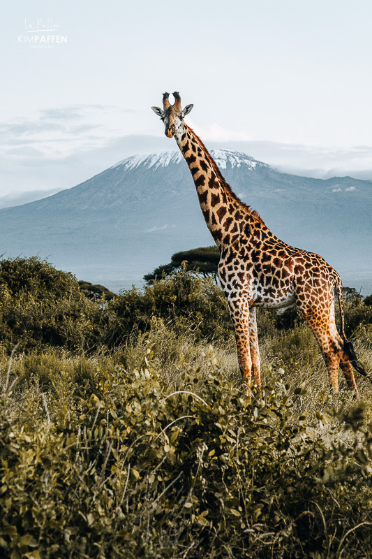 Giraffe in front of Kilimanjaro, Amboseli Kenya