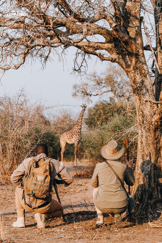Giraffe on Walking Safari with Robin Pope Safaris Zambia