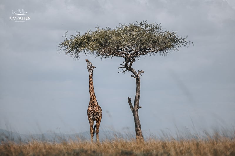 Iconic view of giraffe under a Balanite tree in the Maasai Mara