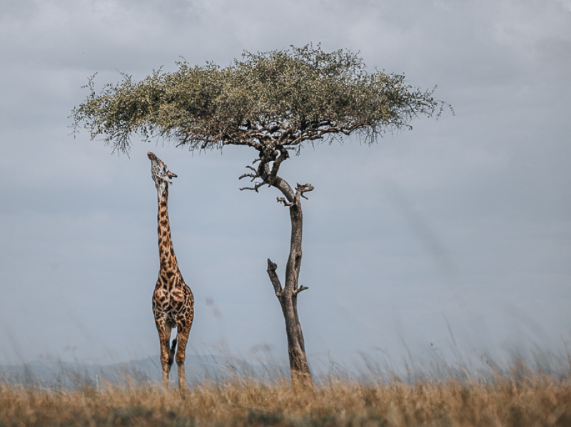 Iconic view of giraffe under a Balanite tree in the Maasai Mara