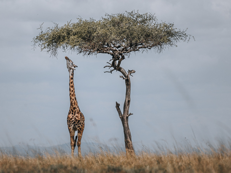 Iconic view of giraffe under a Balanite tree in the Maasai Mara