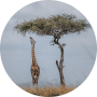 Iconic view of giraffe under a Balanite tree in the Maasai Mara