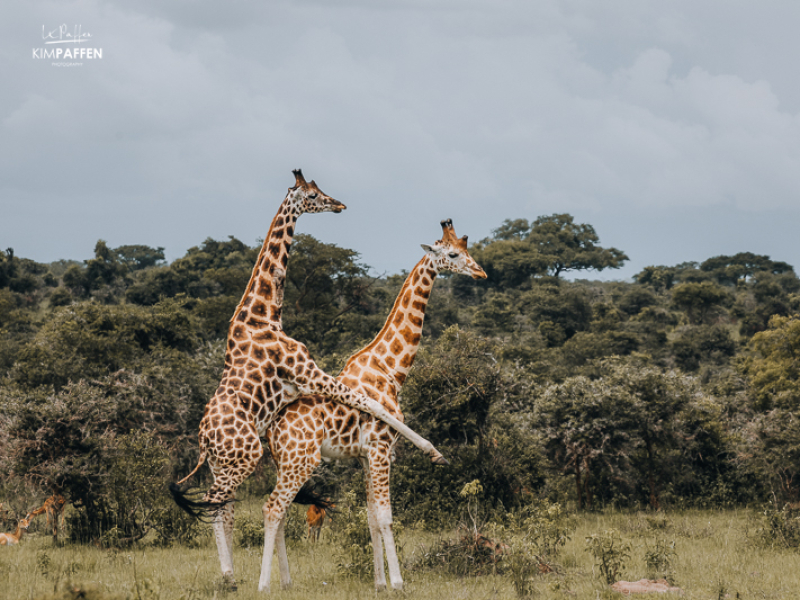 Giraffes Murchison Falls National Park
