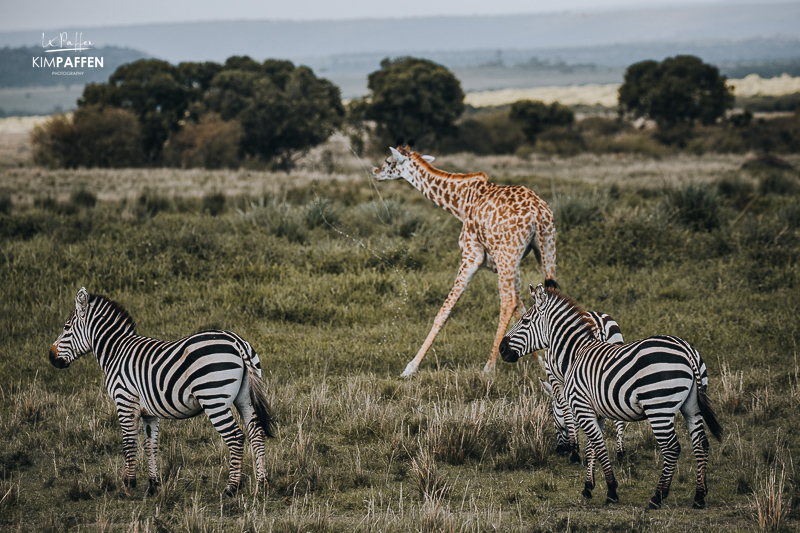 Giraffes and Zebra Enonkishu Conservancy Kenya