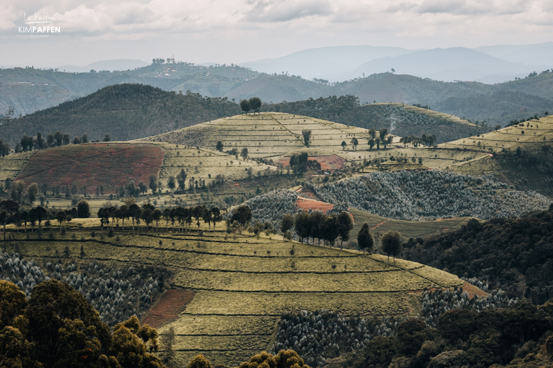 Gishwati Landscape Rwanda and Tea Plantations
