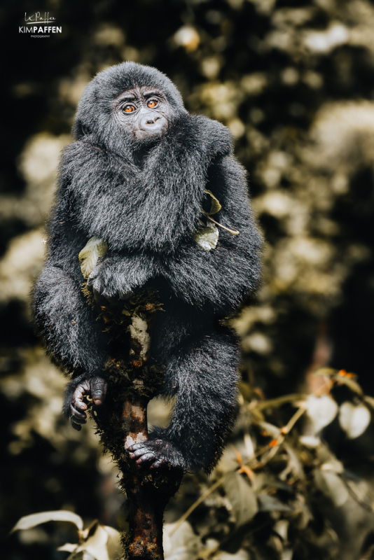 Gorilla Trekking in Bwindi National Park Uganda