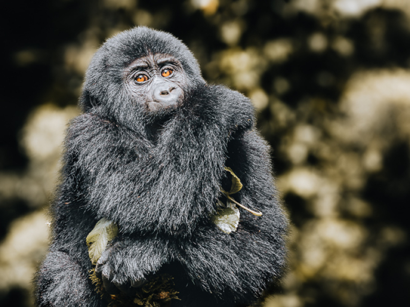 Gorilla Trekking in Bwindi National Park Uganda