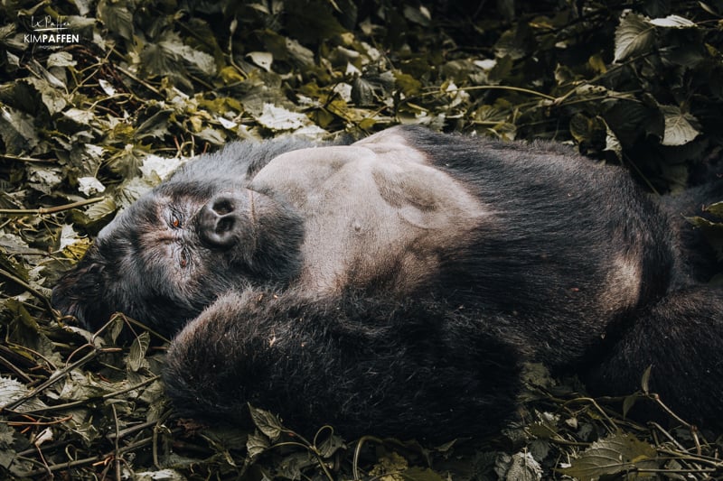 silverback on Gorilla Trekking in Rwanda