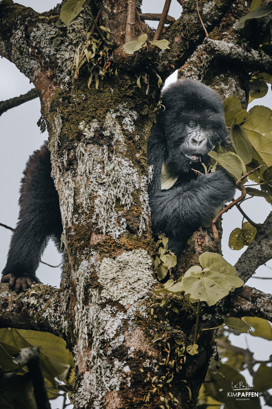 Gorilla Trekking Safari Rwanda