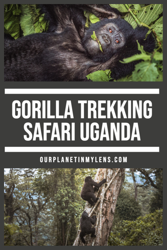 Gorilla Trekking Safari Uganda