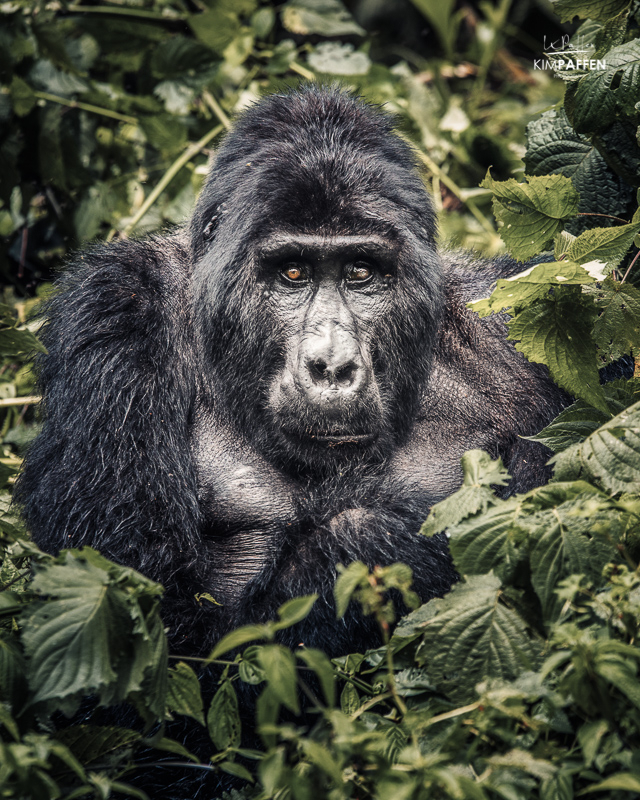 this silverback is a great ape species living in Bwindi Forest Uganda