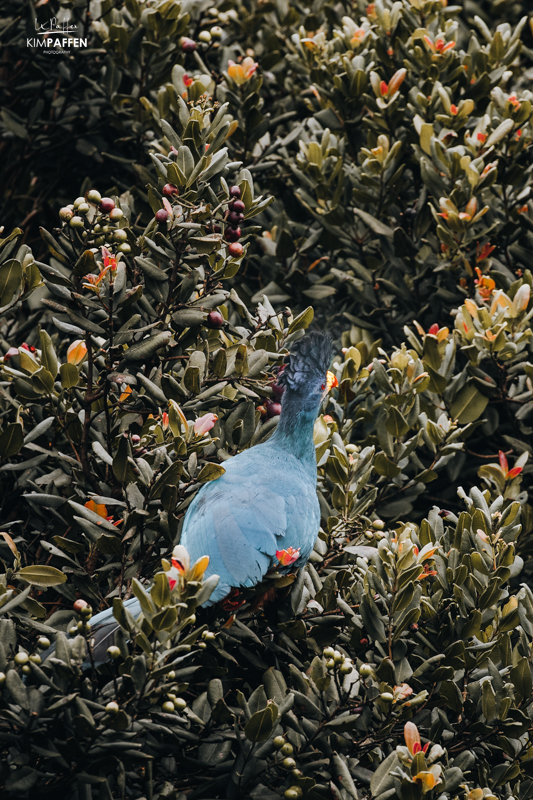 Birding Nyungwe Forest Rwanda