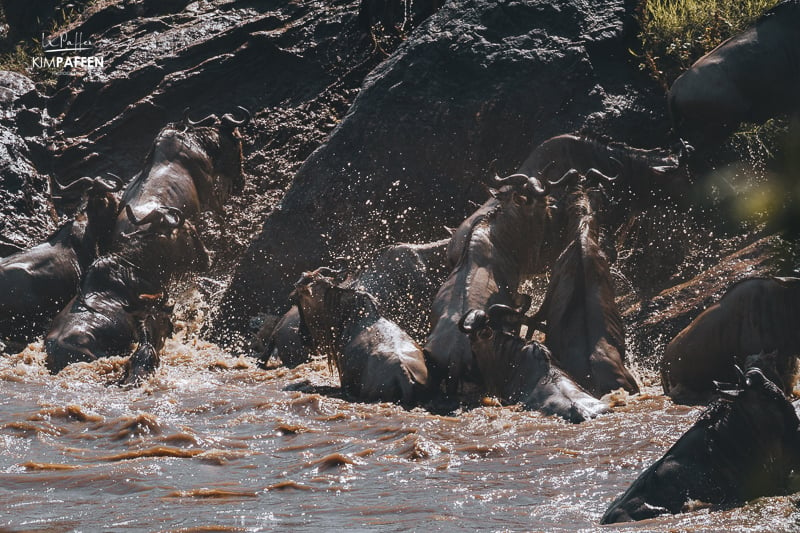 Wildebeest crossing the Mara River during Great Migration