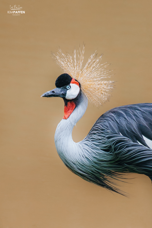 Grey Crowned Crane Umusambi Village