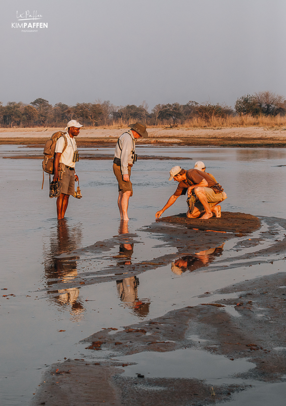 Guiding at Mwaleshi camp Zambia