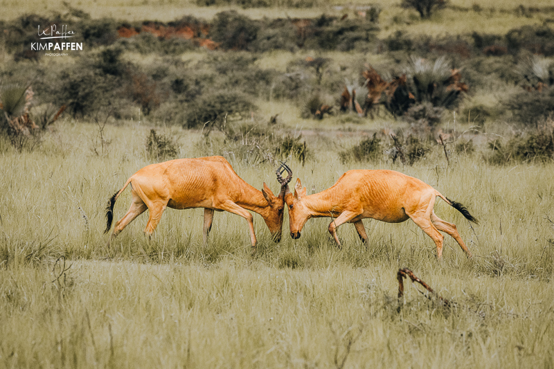 Safari Murchison Falls