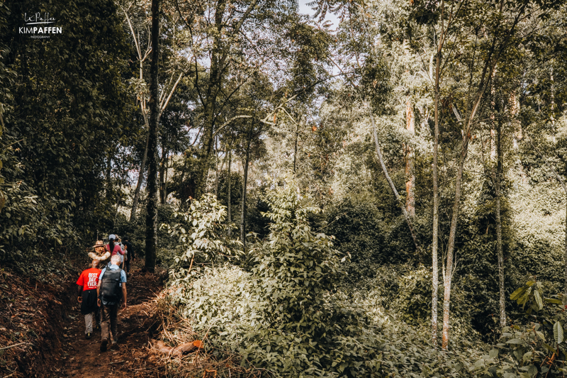 hiking nyungwe national park rwanda