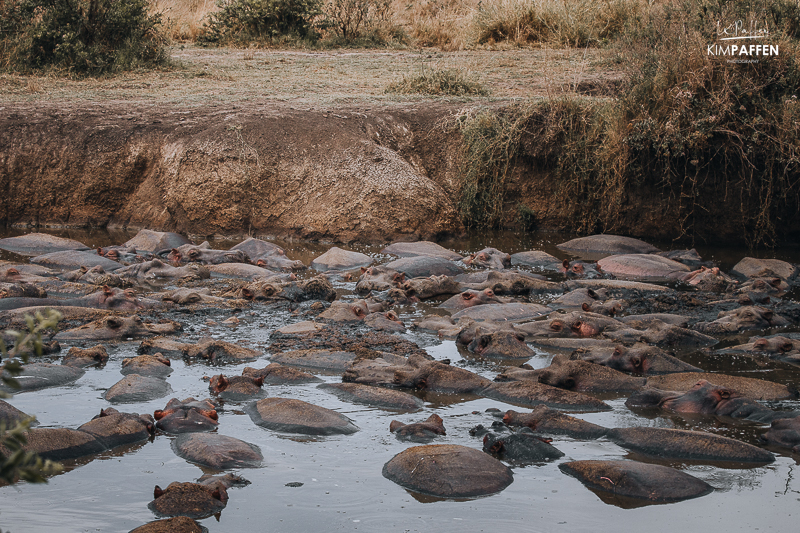 Hippo Pool in Central Serengeti Tanzania