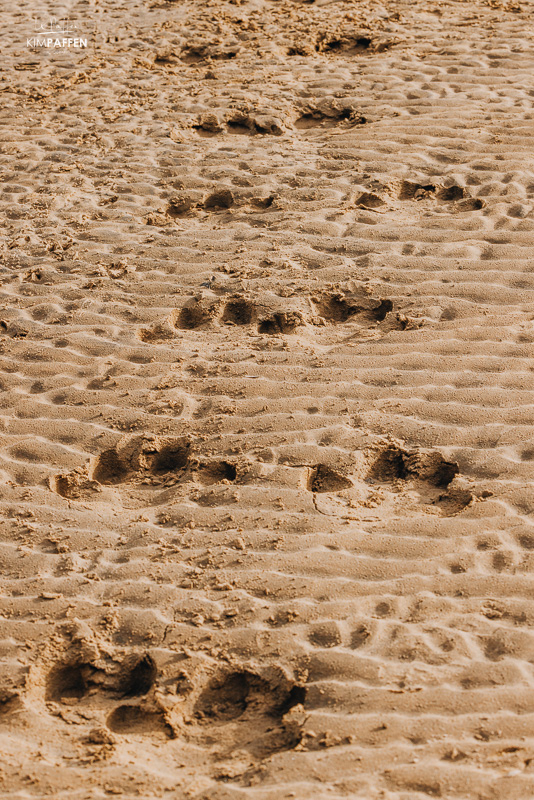 Hippo Tracks Murchison Falls Walking Safari