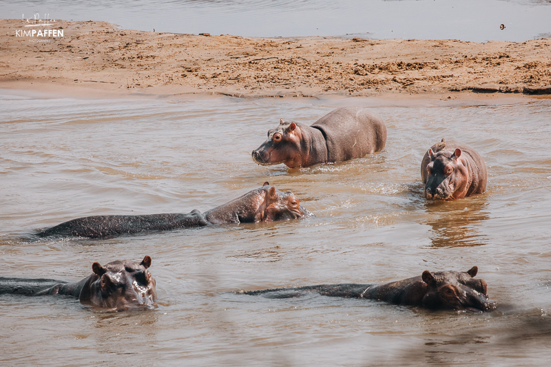 Hippos at Luangwa River Zambia