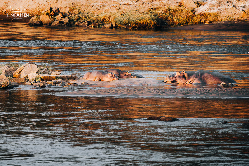 Hippos in the Shire River in Majete Reserve Malawi
