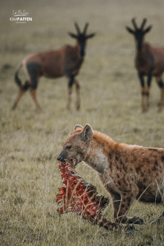 Hyena feeding on a carcass in the Maasai Mara
