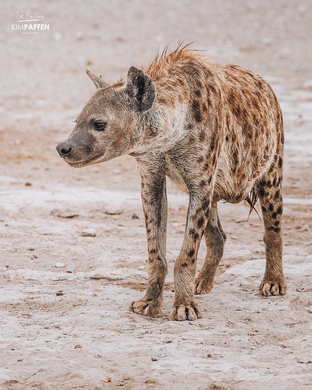 Hyena in Amboseli part of the Ugly Five Animals of Africa