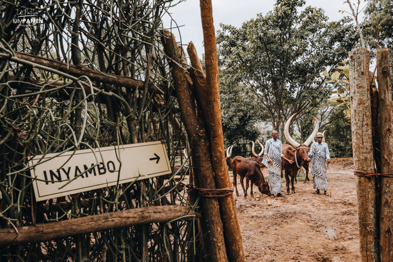 Inyambo Cattle Kings Palace Museum Nyanza