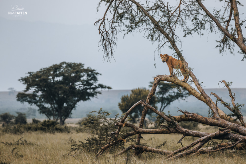 Ishasha Tree Climbing Lions