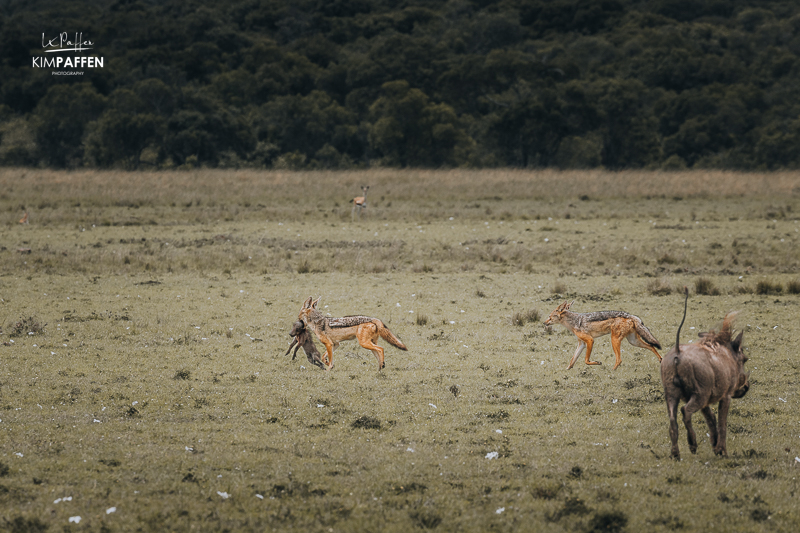 Jackals kill baby Warthog in Mara Conservancies