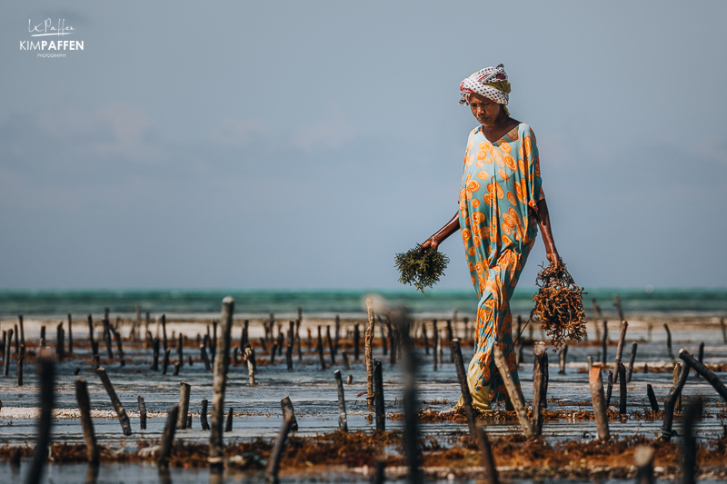 Woman collecting Seaweed Jambiani Beach Zanzibar