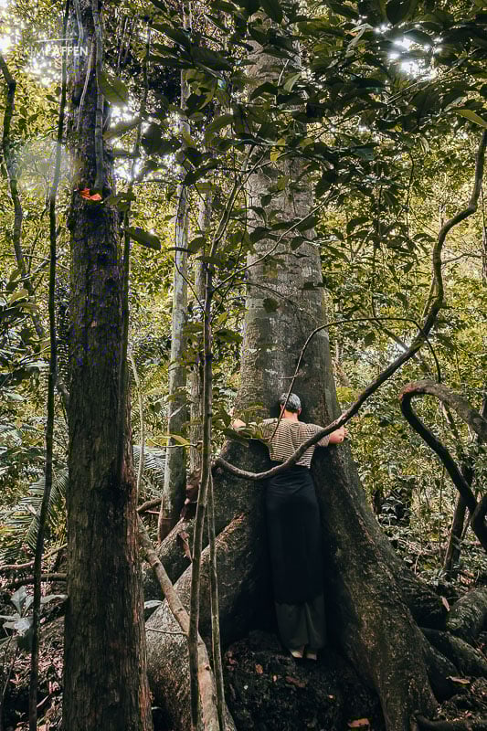 Hugging a tree in Kaya Kinondo Sacred Forest Diani