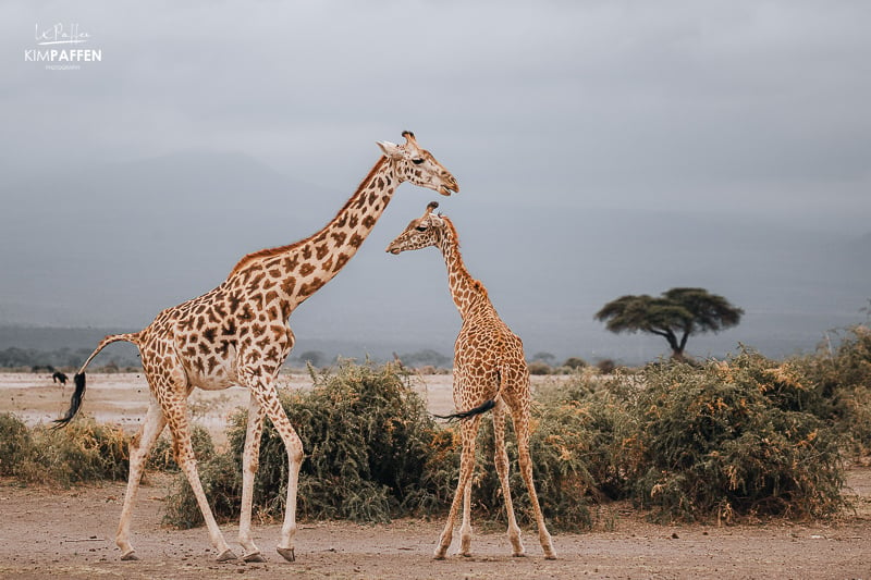 best time for safari in Kenya