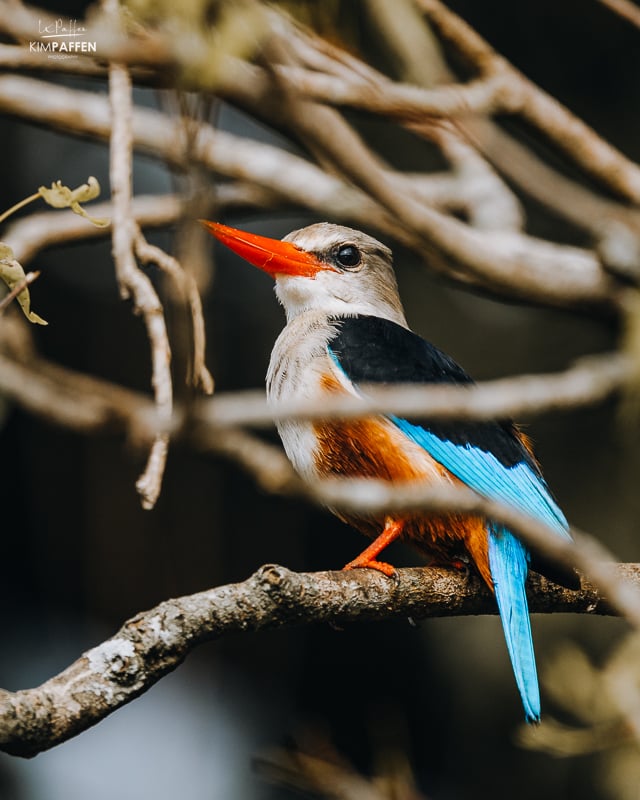 Grey Headed Kingfisher Murchison Falls Uganda