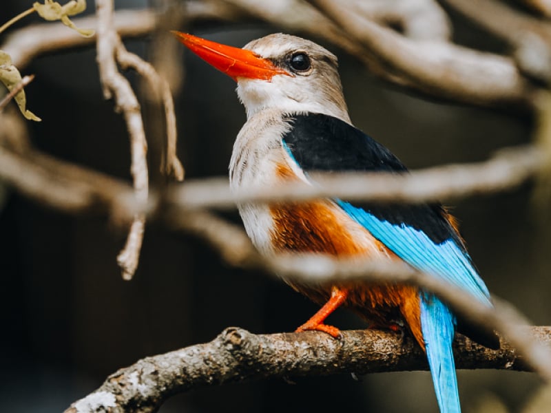 Grey Headed Kingfisher Murchison Falls Uganda