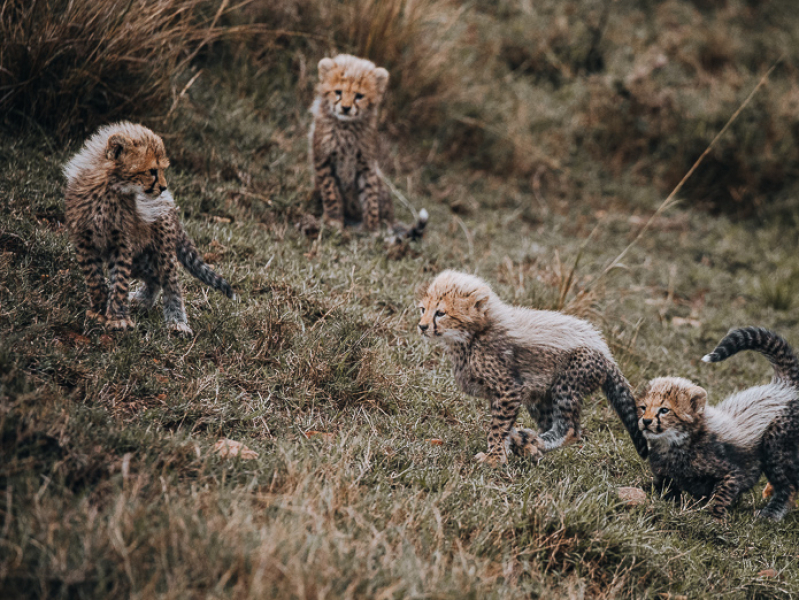 Cheetah cubs of famous cheetah mom Kisaru