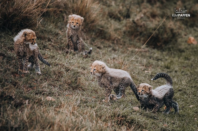 Cheetah cubs of famous cheetah mom Kisaru