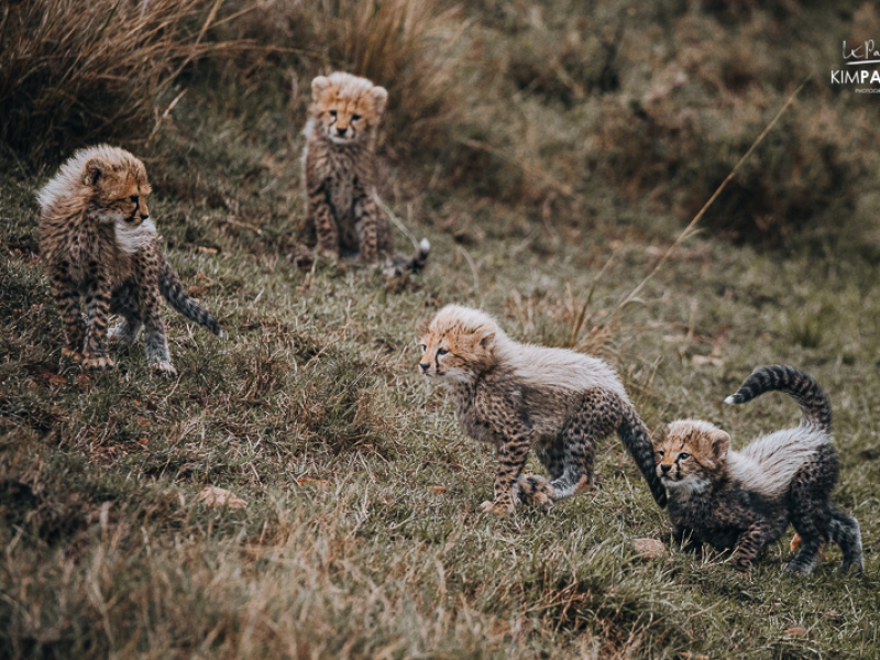 Cheetah cubs of famous cheetah mom Kisaru