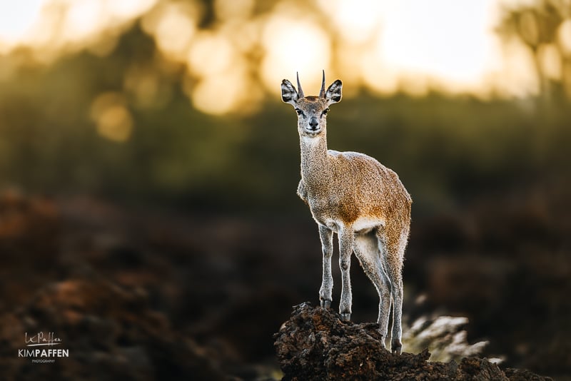 Klipspringer at Shetani Lava Flow in Tsavo West during sunset on lava rocks