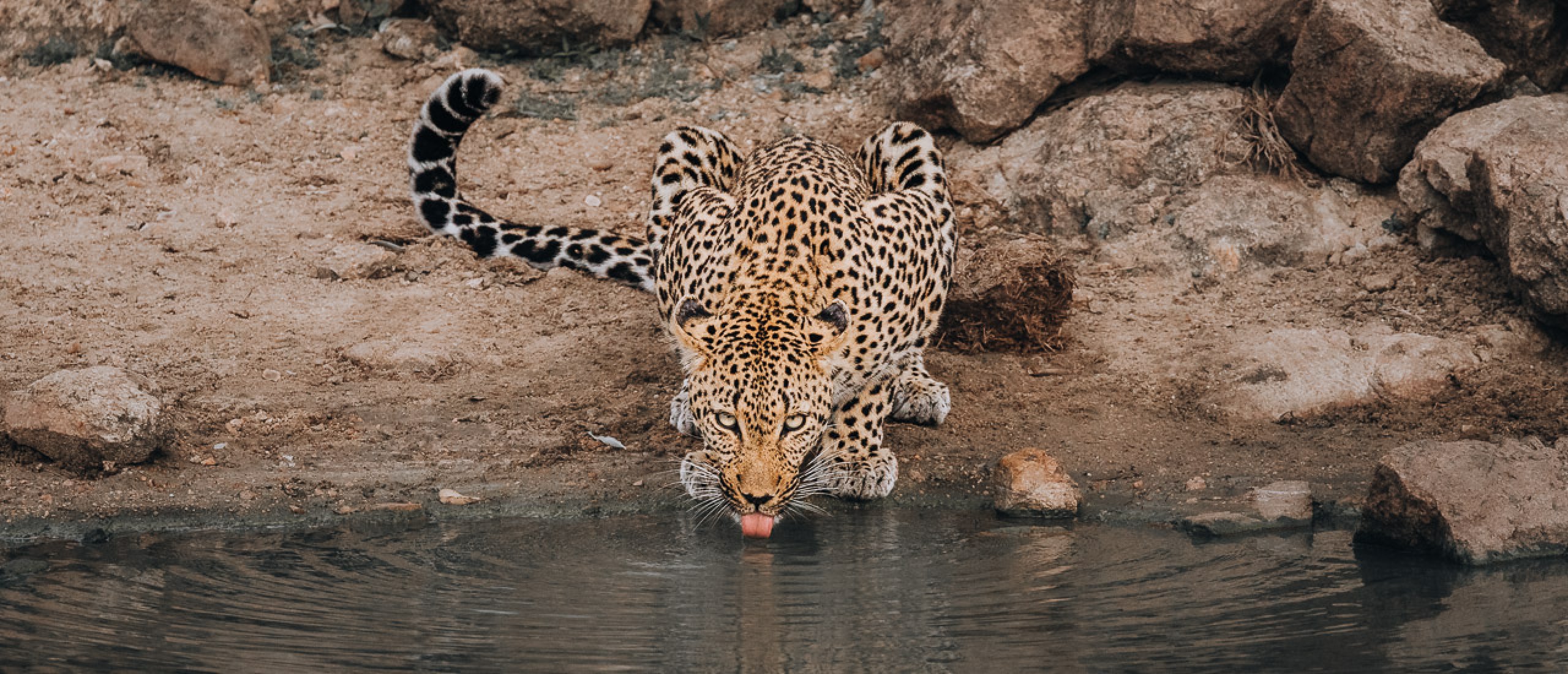 6 Best Kruger Game Reserves and Concessions