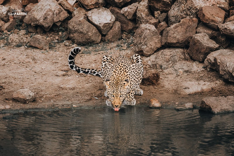 Kruger Game Reserves have incredible Leopard sightings