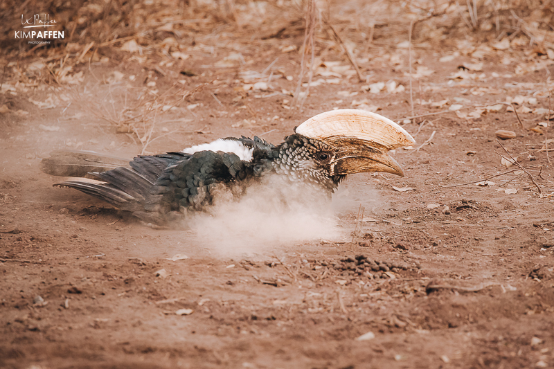 Silvery-cheeked Hornbill dust bathing in Lake Manyara