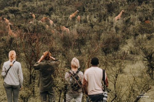 Lake Mburo Uganda Walking Safari with Giraffes