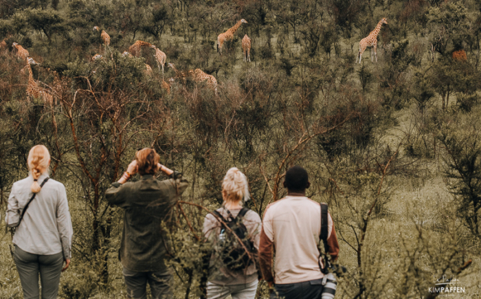 Lake Mburo Uganda Walking Safari with Giraffes