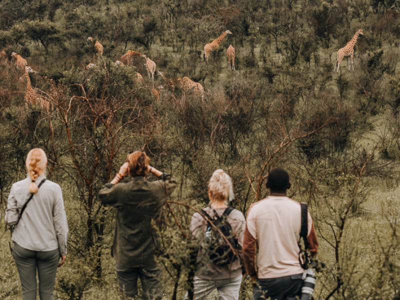 Lake Mburo Uganda Walking Safari with Giraffes