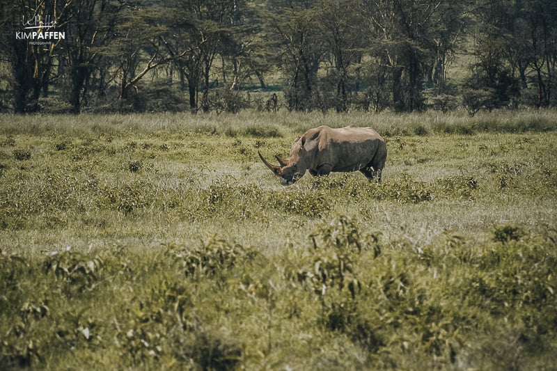 Lake Nakuru Africa